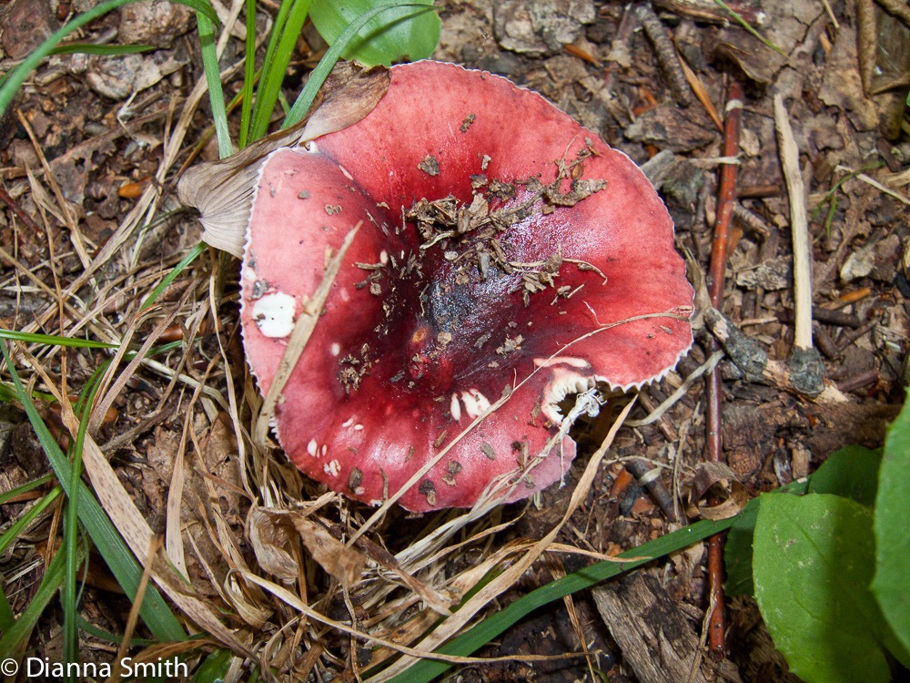 Russula atropurpurea3517