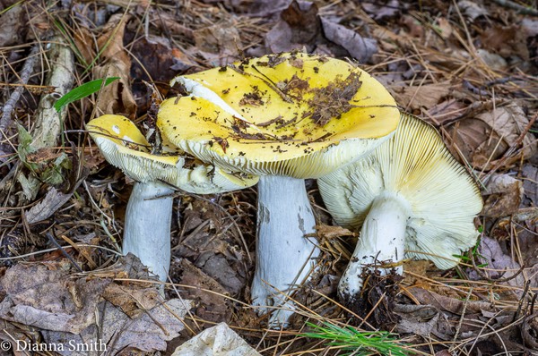 Russula claroflava 02993