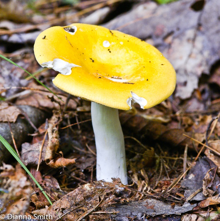 Russula claroflava03164