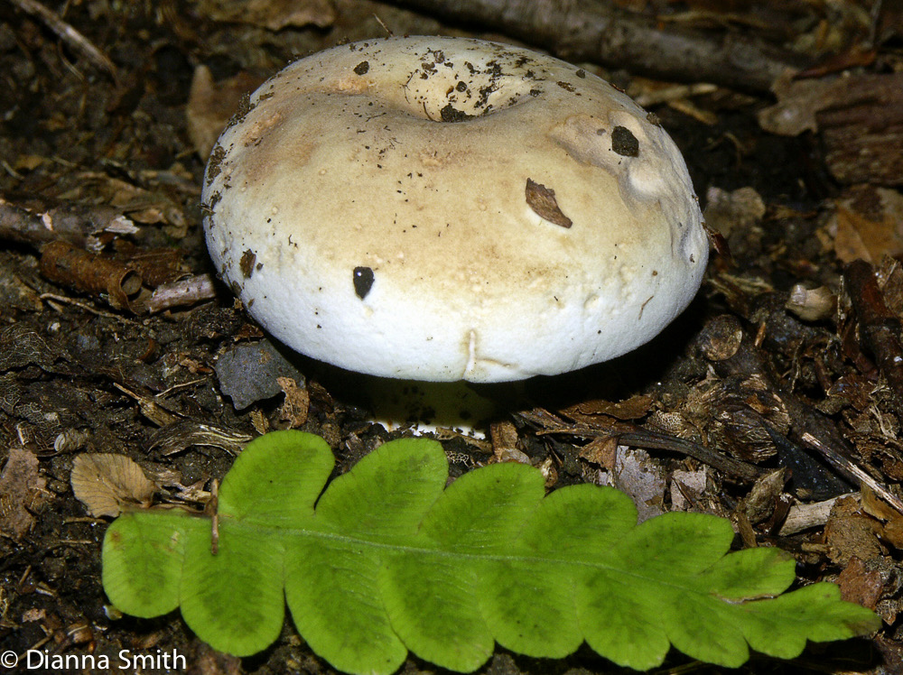 Russula compacta2955