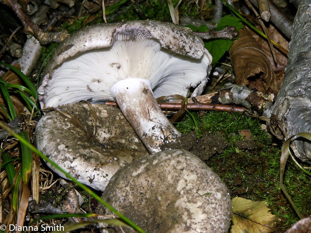 Russula densifolia2163