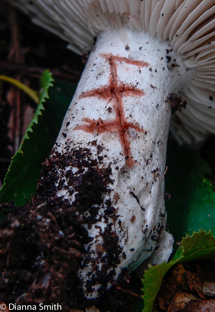 Russula dissimulans8120