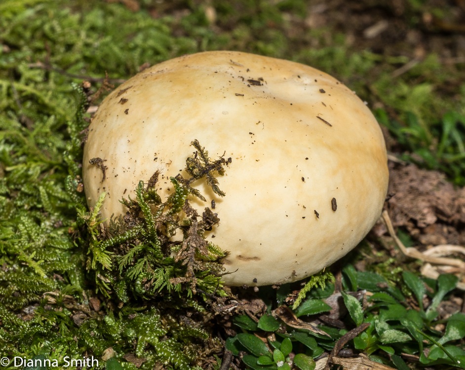 Russula flavida02659