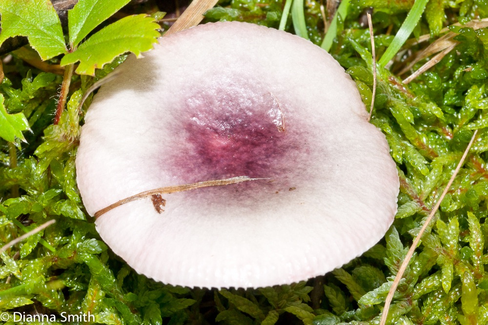 Russula fragilis02126