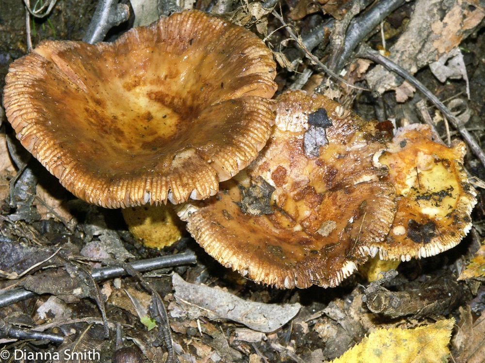 Russula fragrantissima2196