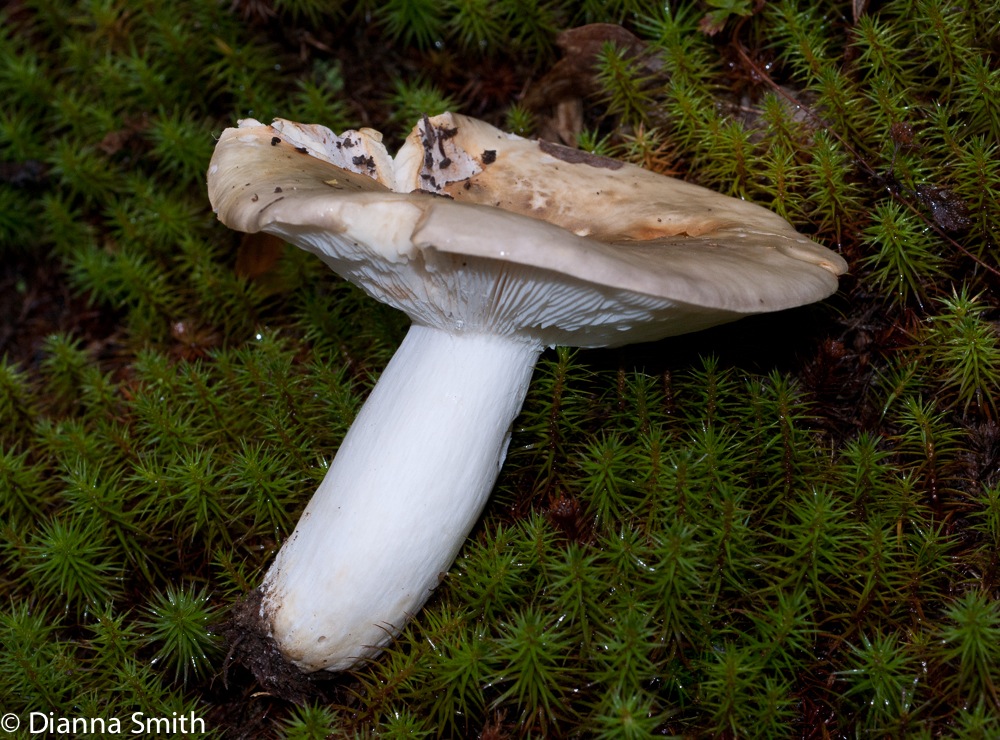 Russula heterophylla04001
