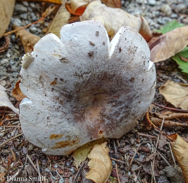 Russula ionochlora 05189