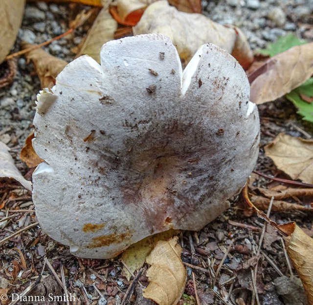 Russula ionochlora 05189