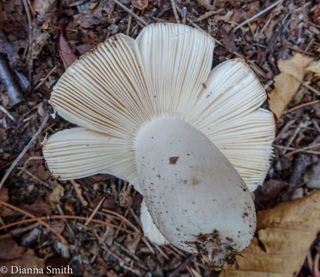 Russula ionochlora 05191