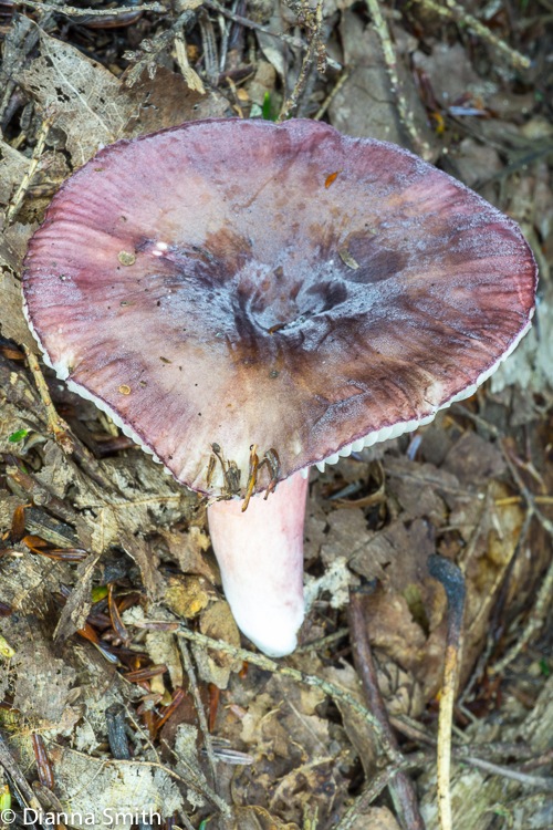 Russula mariae03675