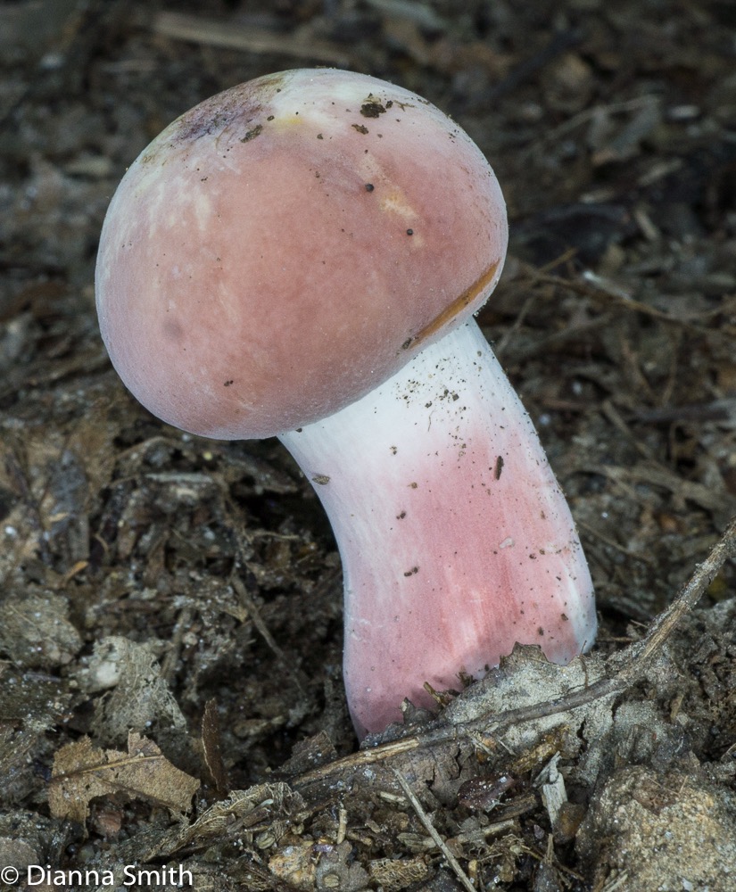 Russula mariae03734