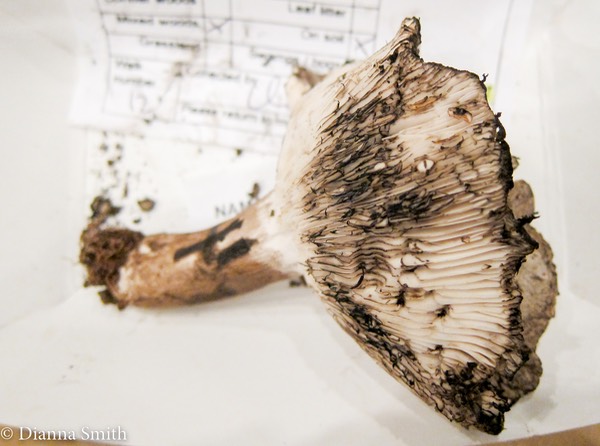 Russula michiganensis 2200