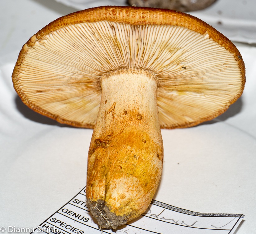 Russula mutabilis1020200