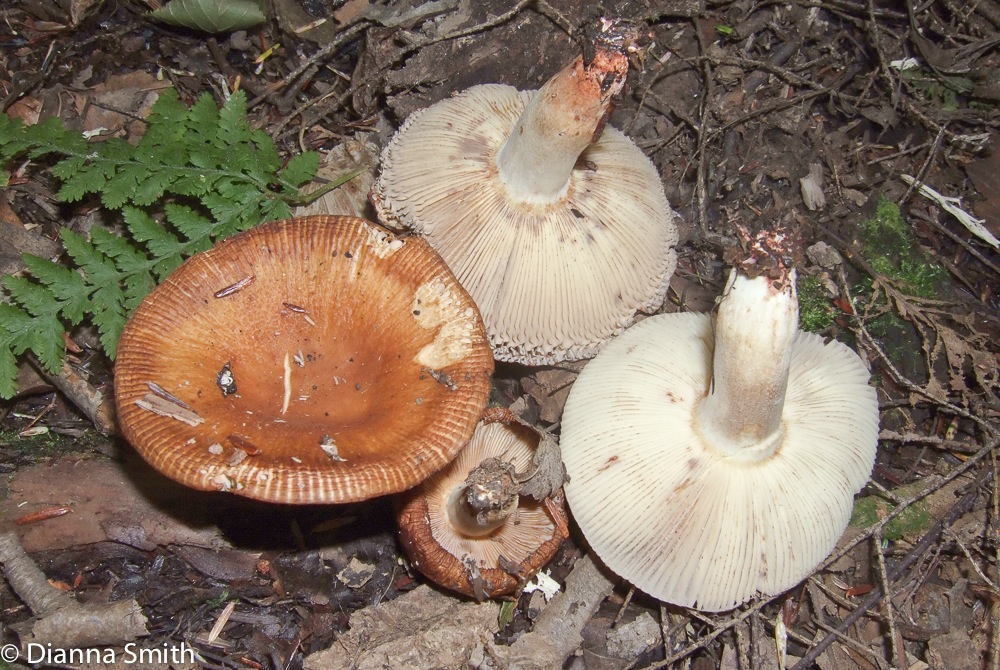 Russula mutabilis5451