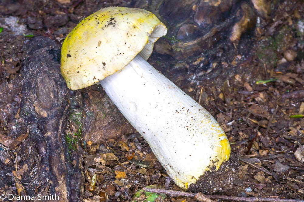 Russula ochroleucoides03723