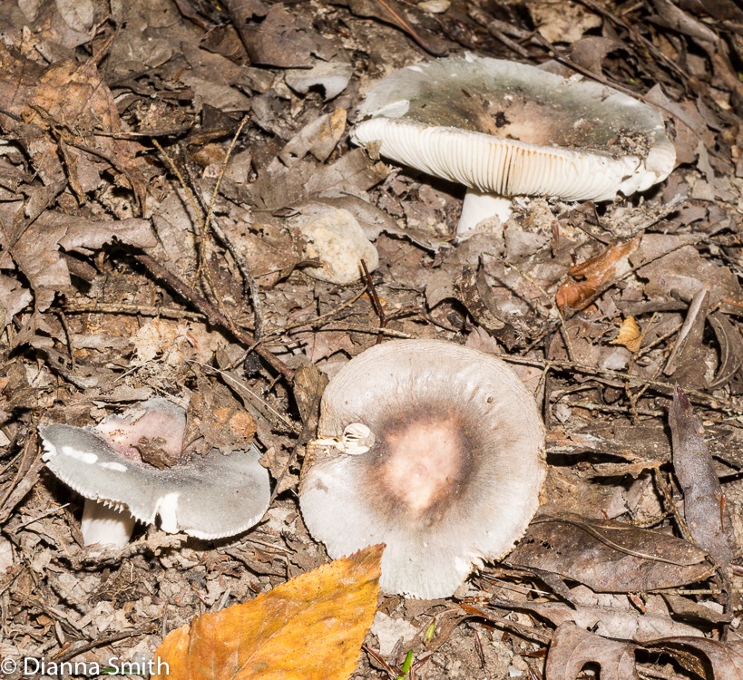 Russula ornaticeps02568