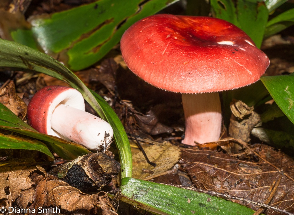 Russula peckii01843