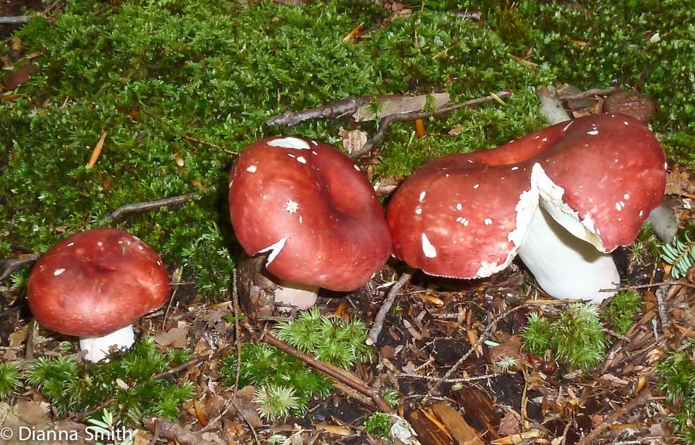 Russula peckii1010159