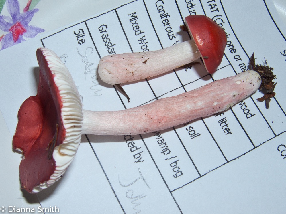Russula peckii9999