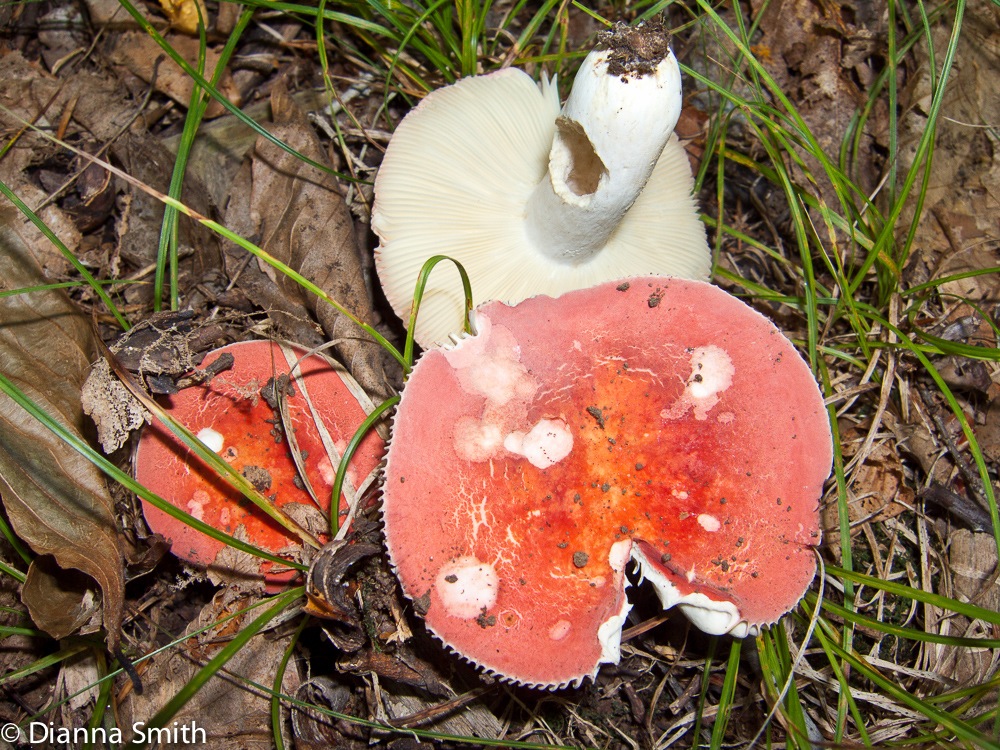 Russula pulchra3394