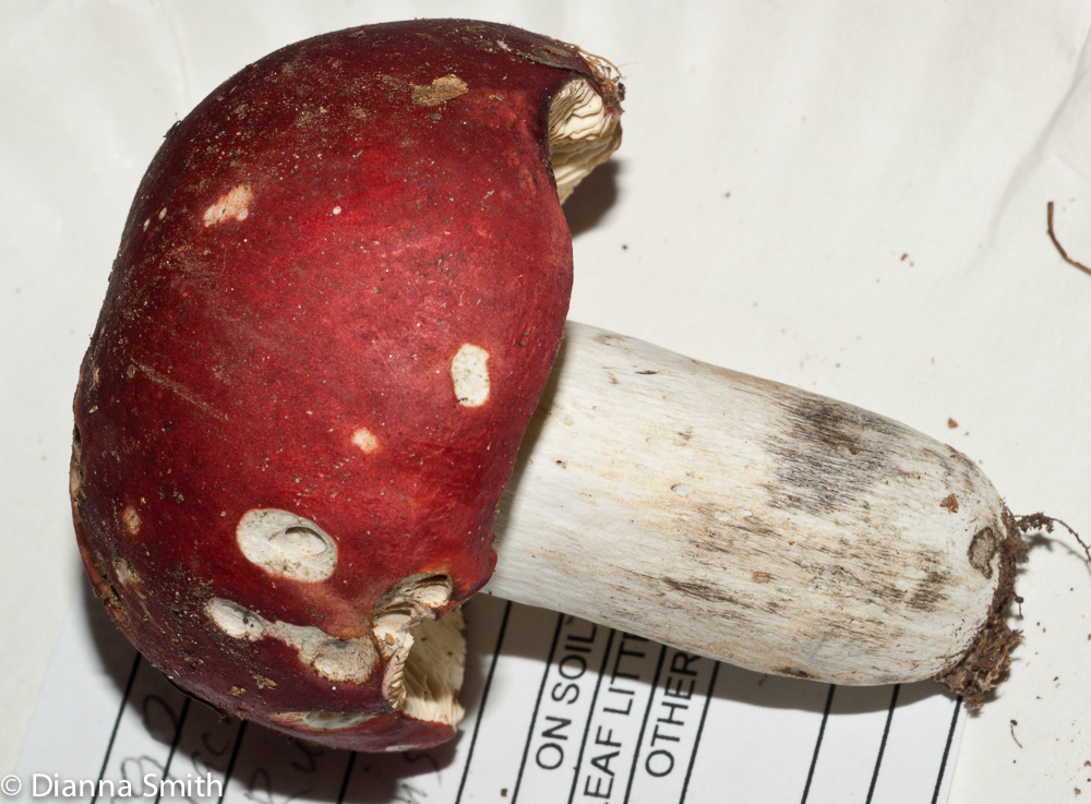 Russula rubescens03010