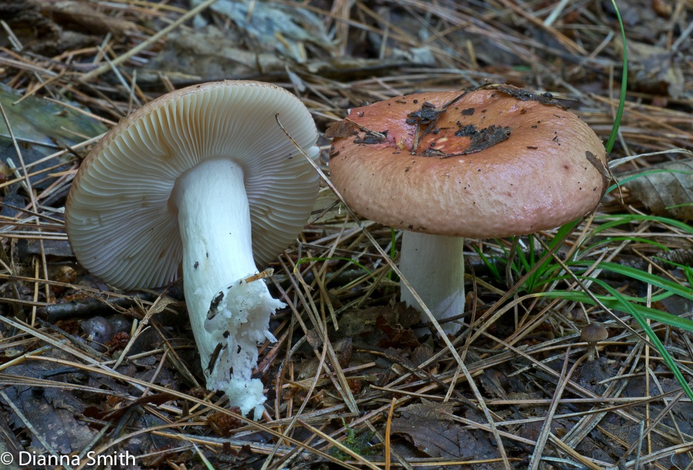 Russula rugulosa1020536