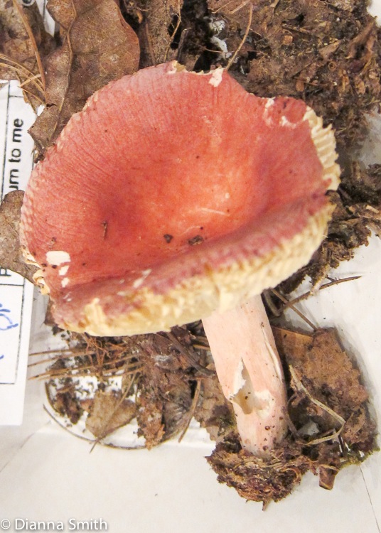 Russula subtilis_2204