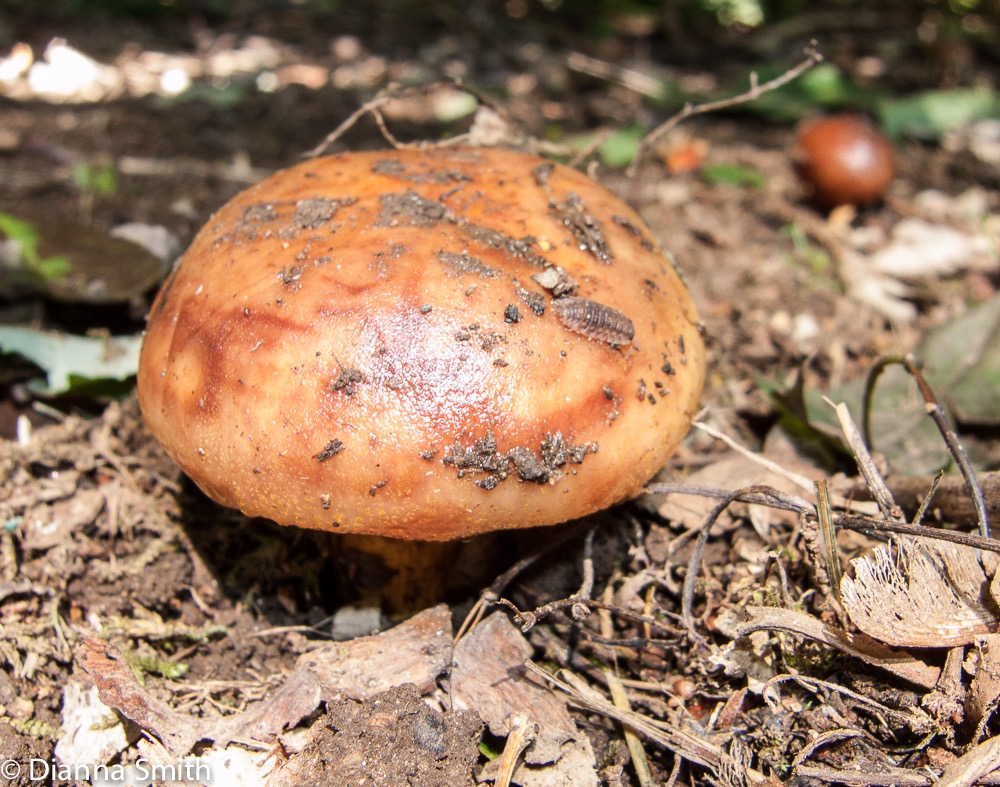 Russula ventricosipes3688