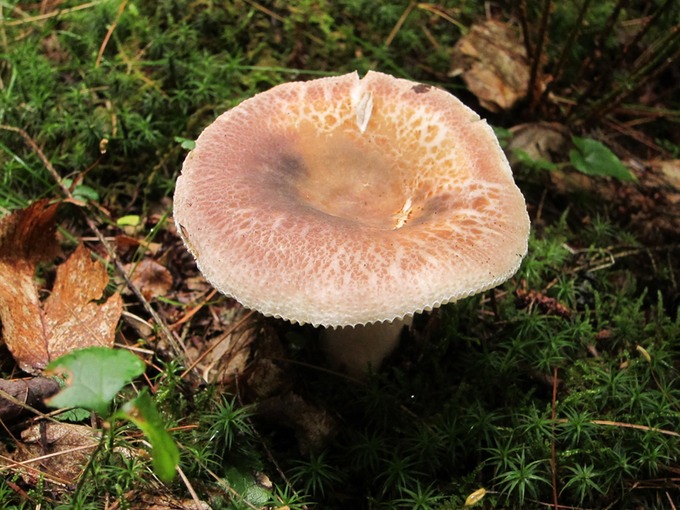 Russula crustosa 2001