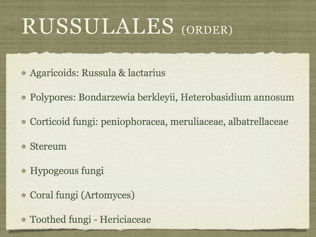 RUSSULA for Flicker.002-001