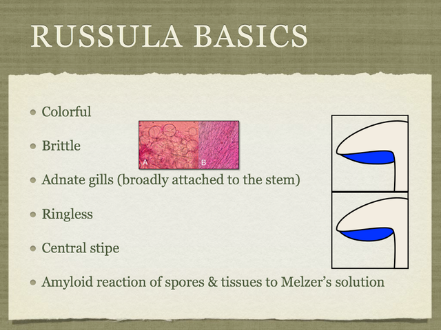 RUSSULA for Flicker.003-001