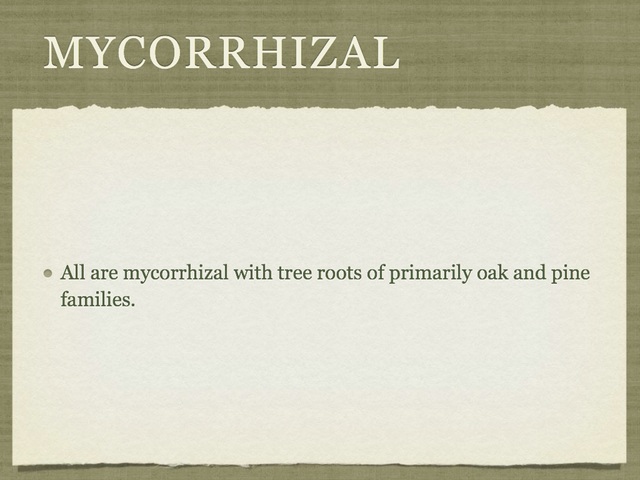 RUSSULA for Flicker.005-001