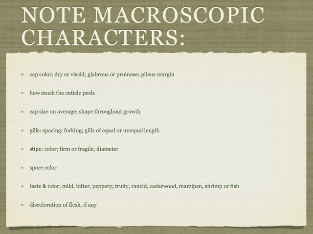 RUSSULA for Flicker.006-001