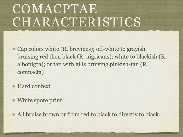 RUSSULA for Flicker.009-001