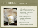 RUSSULA for Flicker.011-001