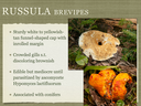 RUSSULA for Flicker.012-001