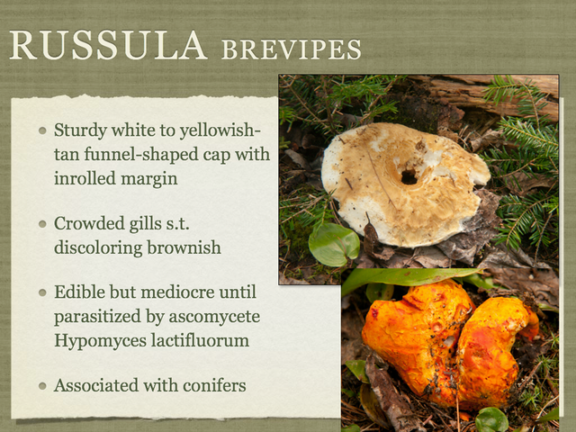 RUSSULA for Flicker.012-001