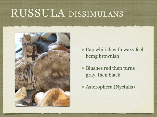 RUSSULA for Flicker.013-001