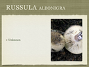 RUSSULA for Flicker.015-001