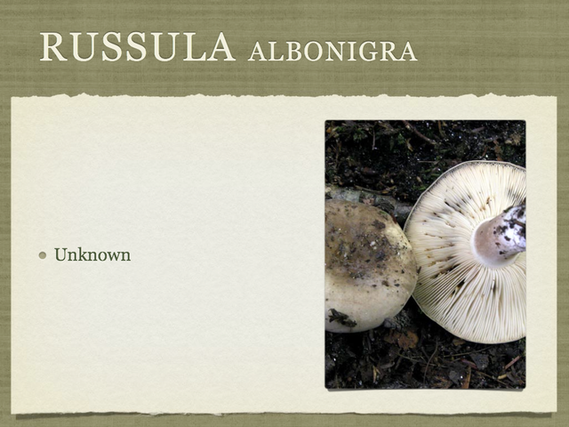 RUSSULA for Flicker.015-001