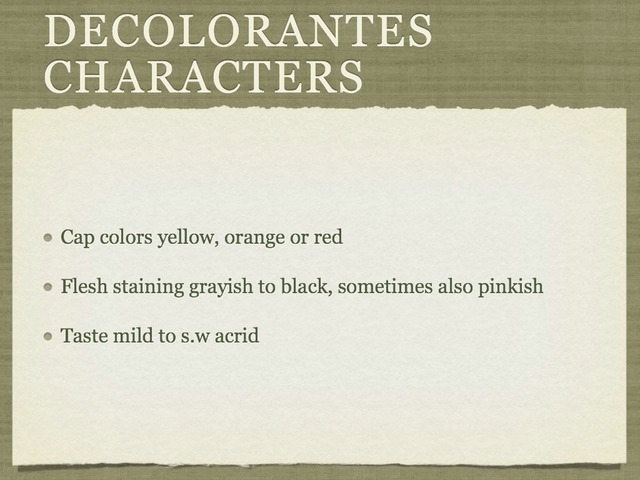 RUSSULA for Flicker.017-001