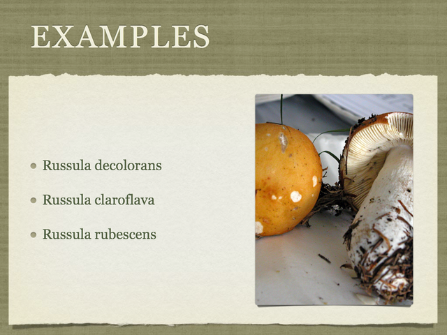 RUSSULA for Flicker.018-001