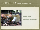 RUSSULA for Flicker.019-001