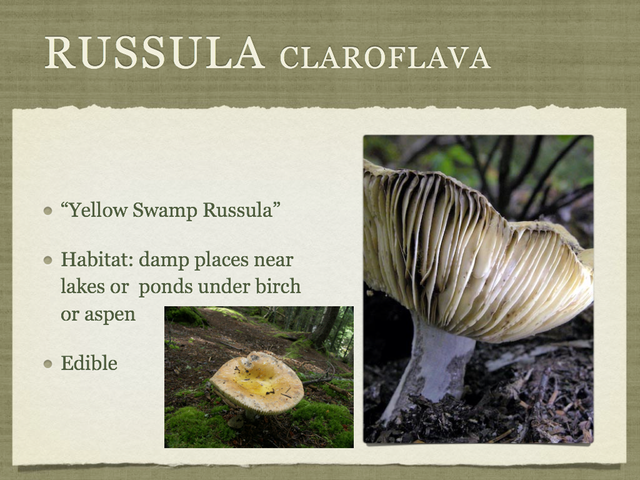 RUSSULA for Flicker.020-001