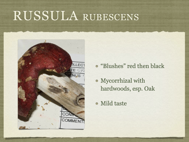 RUSSULA for Flicker.021-001