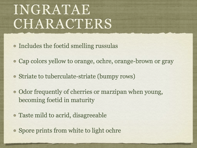 RUSSULA for Flicker.023-001