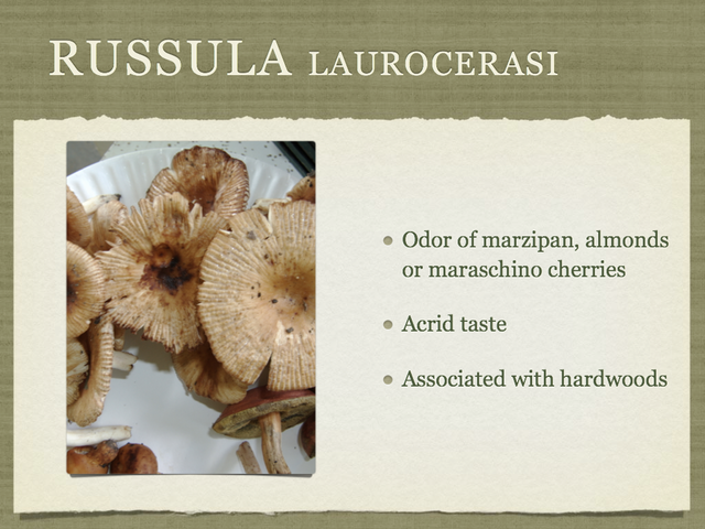 RUSSULA for Flicker.025-001