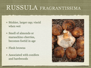 RUSSULA for Flicker.026-001