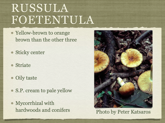 RUSSULA for Flicker.027-001