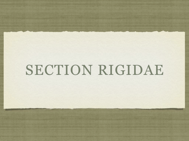 RUSSULA for Flicker.028-001